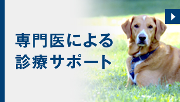 専門医による診療サポート