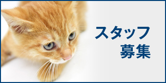 スタッフ募集